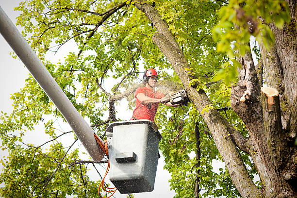 Best Hazardous Tree Removal  in USA